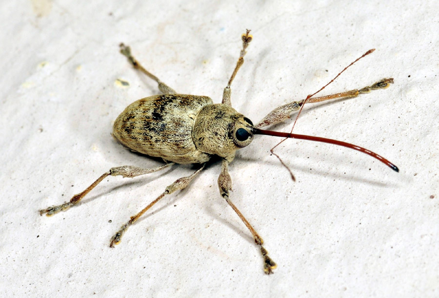 Curculionidae:  Curculio elephas